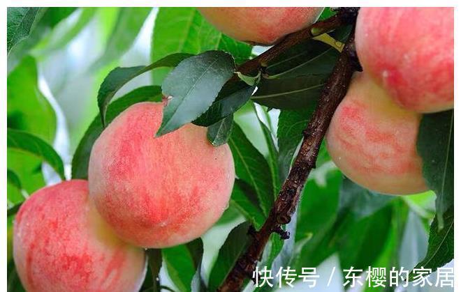 果蒂|买桃子别只知道看大小，记住这5点，买到的桃子个个新鲜又好吃