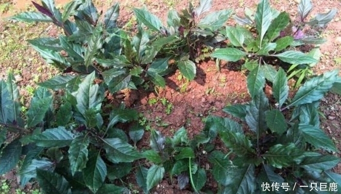 名字|农村的这种可口野菜,妈妈经常种,长大了才知道它的名字和价值!