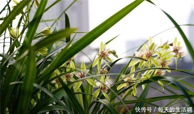 厨房这1料,养兰“特有效”,一洒一喷,兰花生根快,新芽蹿不停!