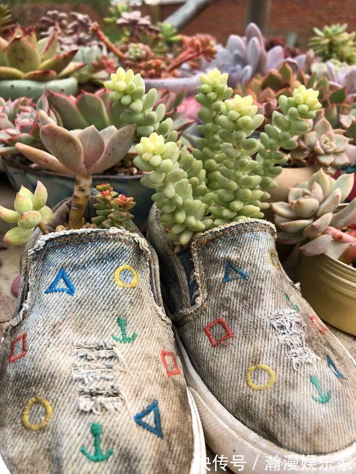 老少皆宜|农村爷爷养多肉，破缸、破鞋里都塞满，照样养的肥嘟嘟！