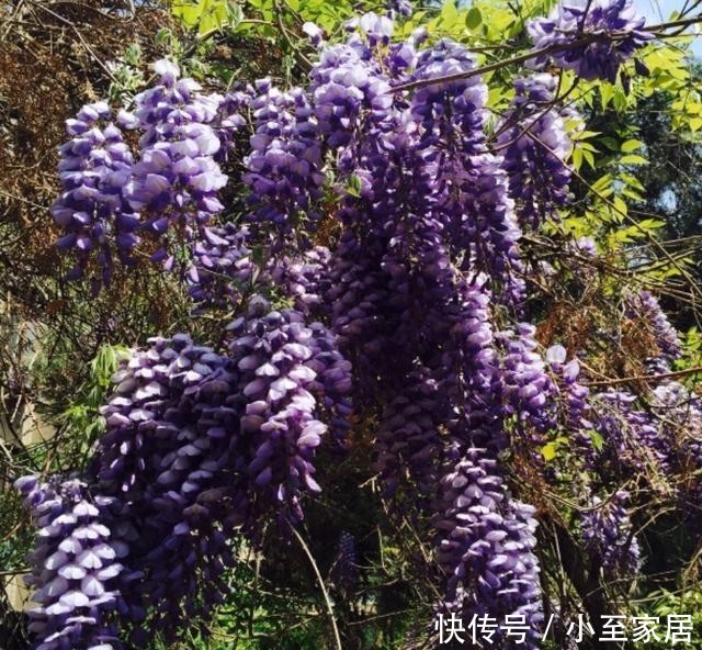 专用|这种花梦幻得要命,被称为婚礼专用花,自家阳台就能种!