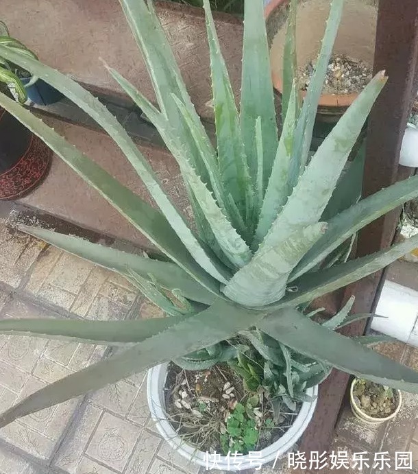 冬天养花手别贱,这些花一个冬天不浇水也旱不死,一浇水就死翘翘