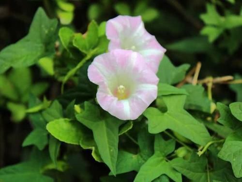 玉米田里的“惡草”,農(nóng)民見到就煩,但嫩葉卻是上佳野菜,別錯過