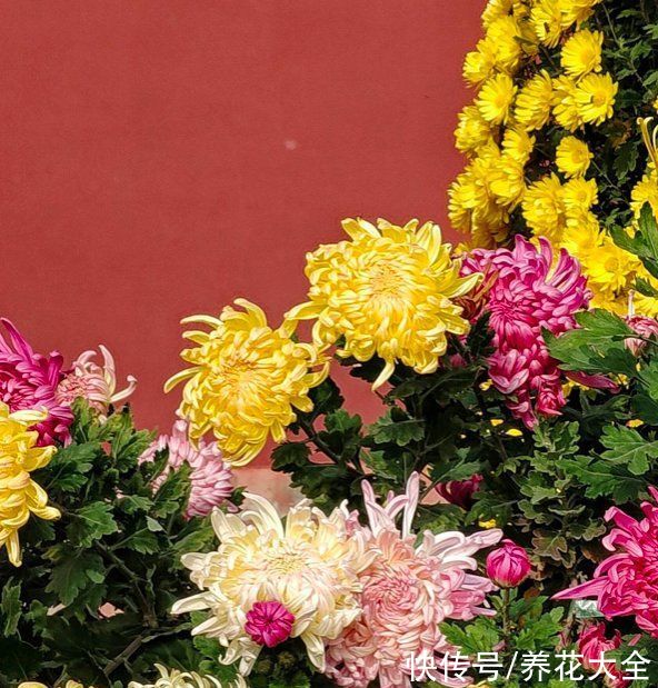 明明是传统名花，婆婆却极力反对养，说是太晦气