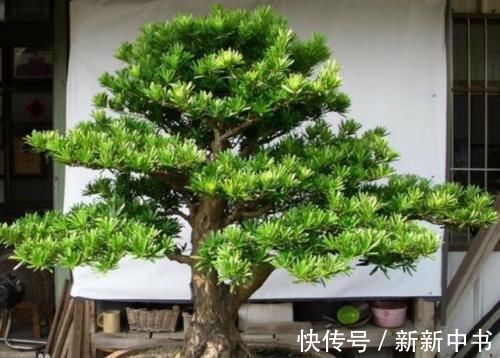 民间地区|民间宅院里,为何很多人钟情于盆景?原因藏在古话里