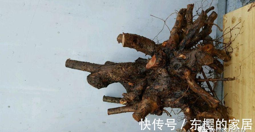 邻居捡到野货树桩，种盆里价值不菲，羡慕啊!