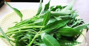 營養均衡|空心菜是“毒中之王”? 含有大量重金屬? 醫生的回答一目了然!