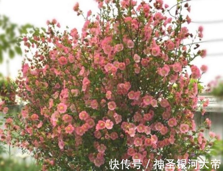 对待新手超友好的花卉,妖艳妖娆,层层交叠,烂漫迷人眼