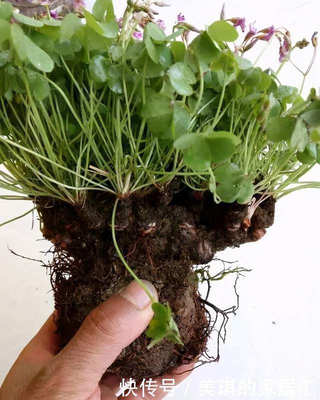 野草|路边野草,种盆里变成值钱盆景,超好养还好看