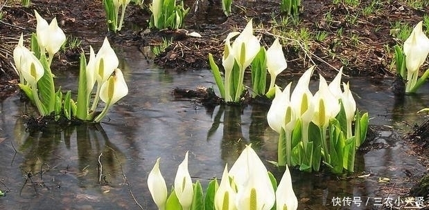 缺水|看好了, 就是这五种花! 越浇越爆盆, 一缺水马上就蔫了, 你家有吗
