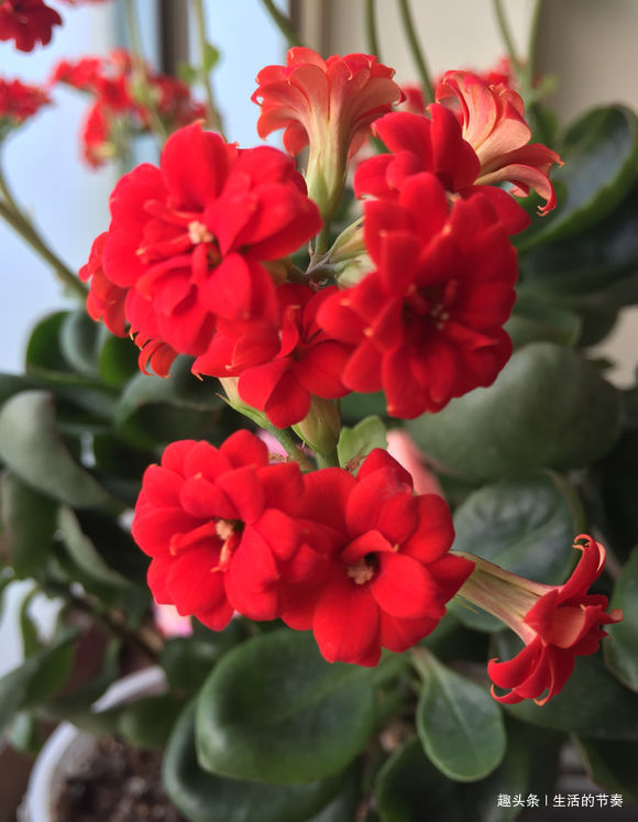 家里养长寿花,避开“2个”危险点,不然叶片发红、脱落,别忽视