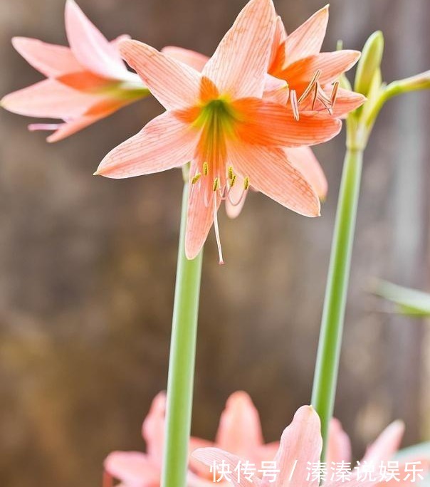 李大爷|李大爷养朱顶红总结“6妙招”,花箭冒不停,一株开8朵