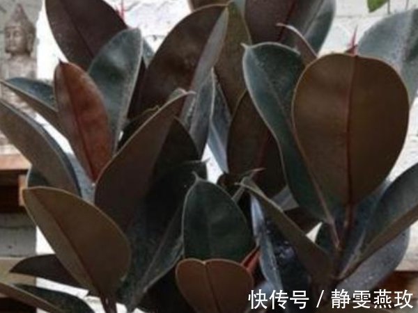 不要再养绿萝了，客厅养上3种“树”，旺宅招财还养人，寓意还好