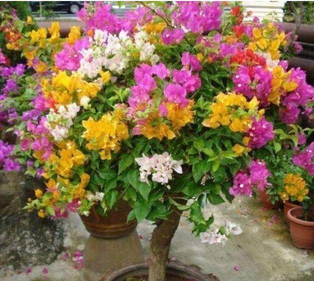 小花|几款小花，便宜又好养，花美色艳，耐寒易打理，轻松开爆盆