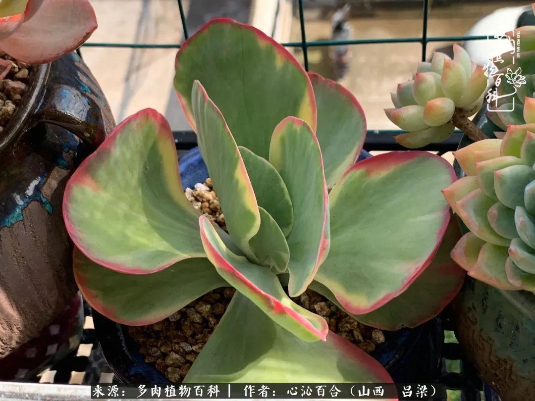夏季的多肉,绿色才是主色调!努力呵护,期待绽放的那一刻!
