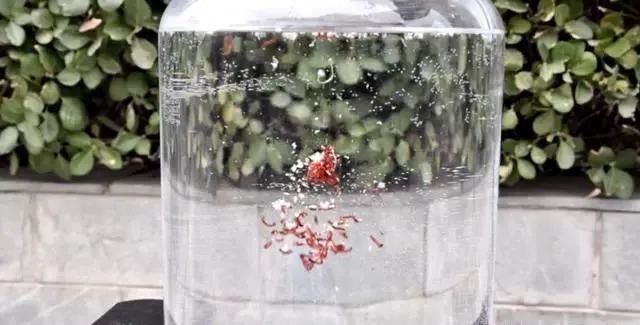 自制2种红虫伴侣,用一冬花不了10元钱,开饵效果还更好