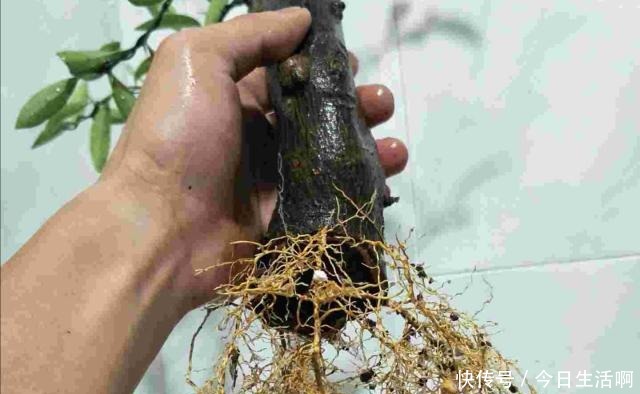盆栽,它才是天然的生根料,阿司匹林和柳树枝水都赶不上!