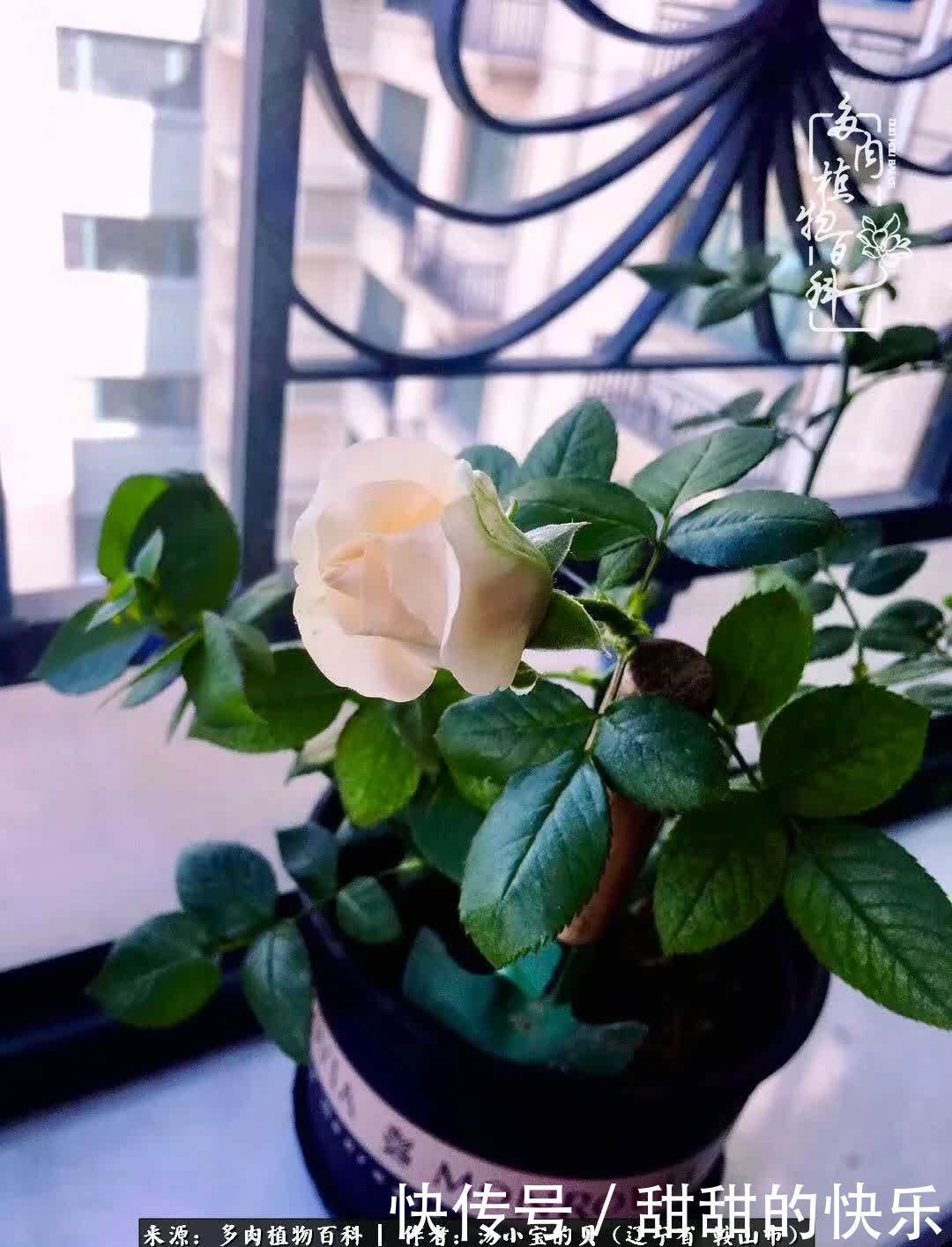 蚧壳虫|远嫁他乡,多肉是我孤寂时最美的陪伴!