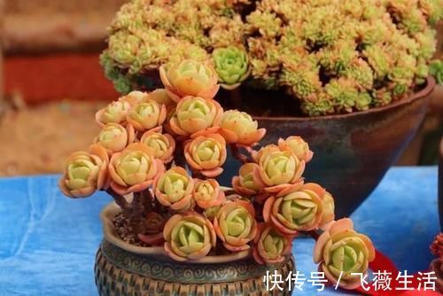 颜色|5种很常见的多肉,由于颜色金贵皮实好养,受到花友的热烈追捧