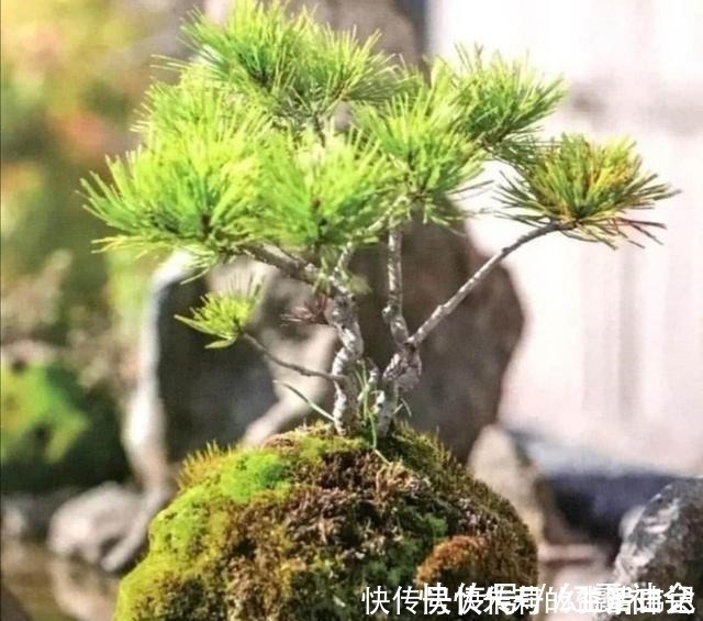 采集|养盆景,怎样才能在盆面上长出青苔,增加观赏性!