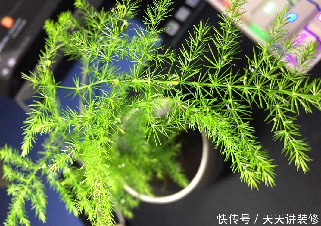 4种耐阴花,光照不好这么养,依然长得好