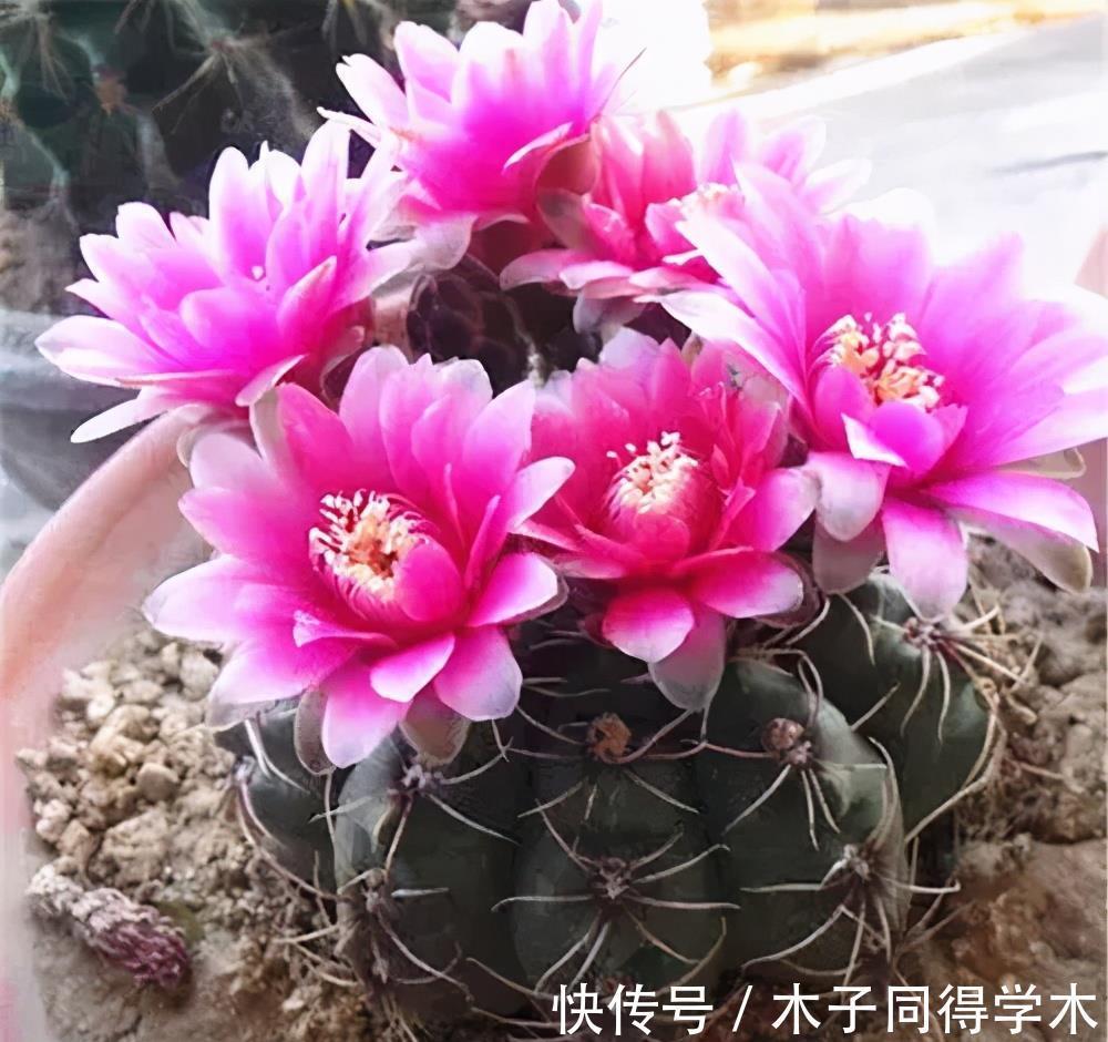 懒人花|4种懒人花,丢外面10个月不管它,反而枝繁叶茂开满枝