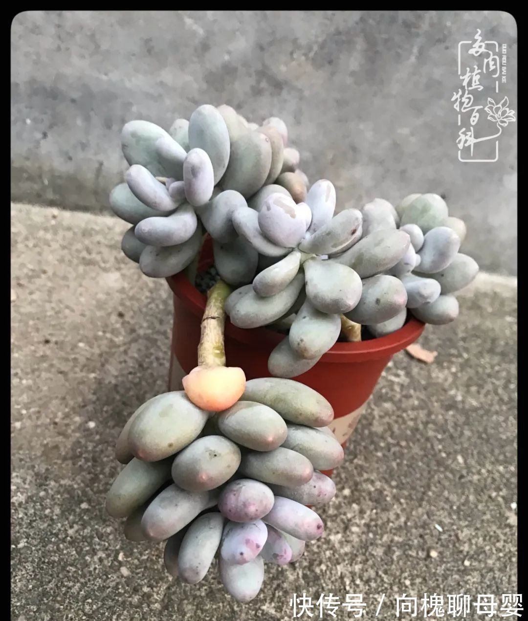 一种爱好就是一种境界,养花养多肉可以培养一个人的心境!