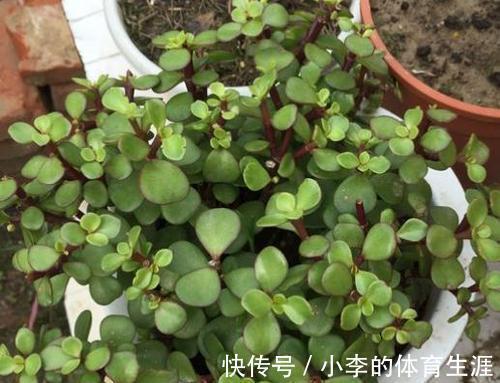 枝条|金枝玉叶的扦插手法,不仅生根很快,而且成活率也很高