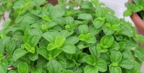 4种花是爆盆“能手”，特别适合客厅养一盆，漂亮上档次