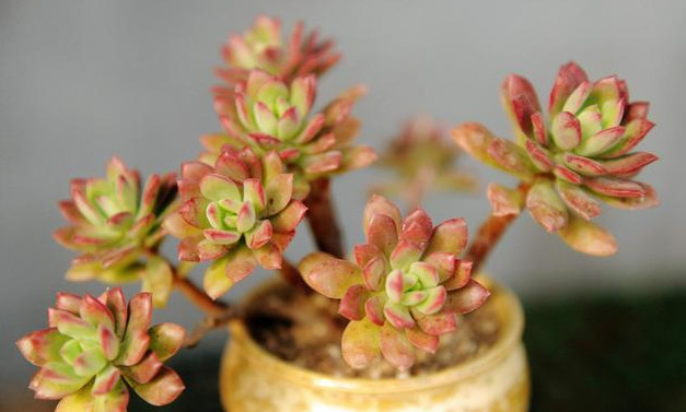 浇水|多肉一到夏天就死学会“5招”,安全度夏,叶片饱满,还爆盆了