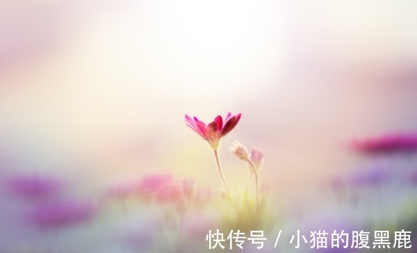 桃花运|未来1周，生活幸福美满的生肖，桃花运旺盛，财源广进，事业高升