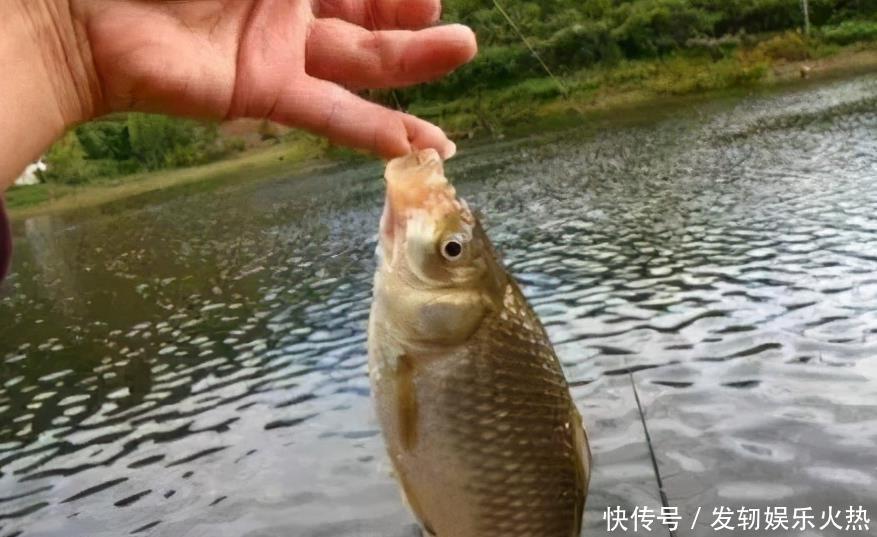  天气|自从有了这鲫鱼钓技钓法以及鱼饵小药秘诀，天气再冷也能狂拉不断