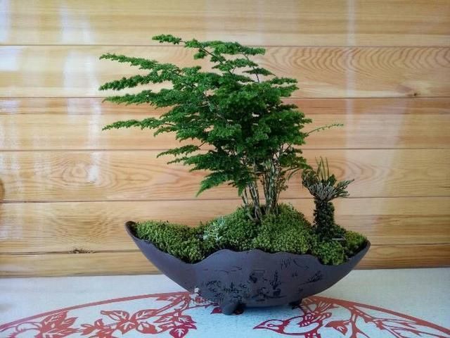 非常受欢迎的盆栽,型如“迎客松”,四季常绿又好养,比文竹好看