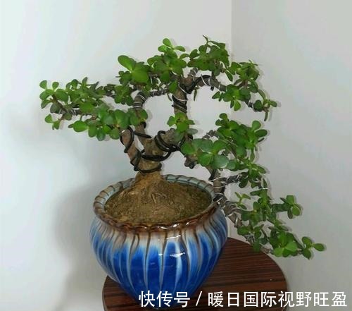 金枝玉叶做成盆景,矮壮才美,该怎样营造