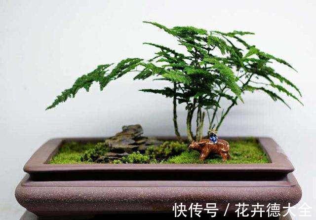 4种“盆景桩”,品位高大上,懒人花剪一剪,价格翻几倍