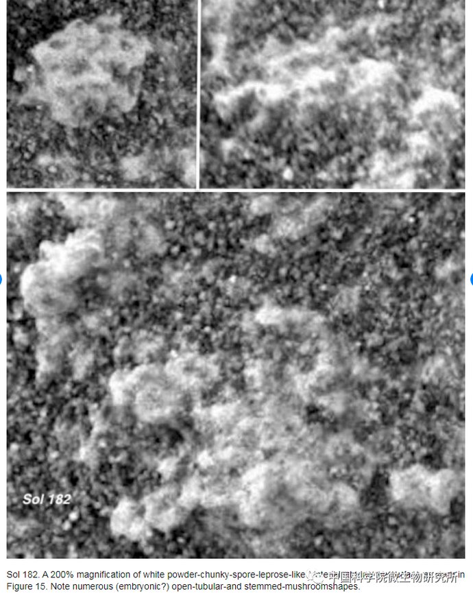 非生物 火星上存在真菌吗？