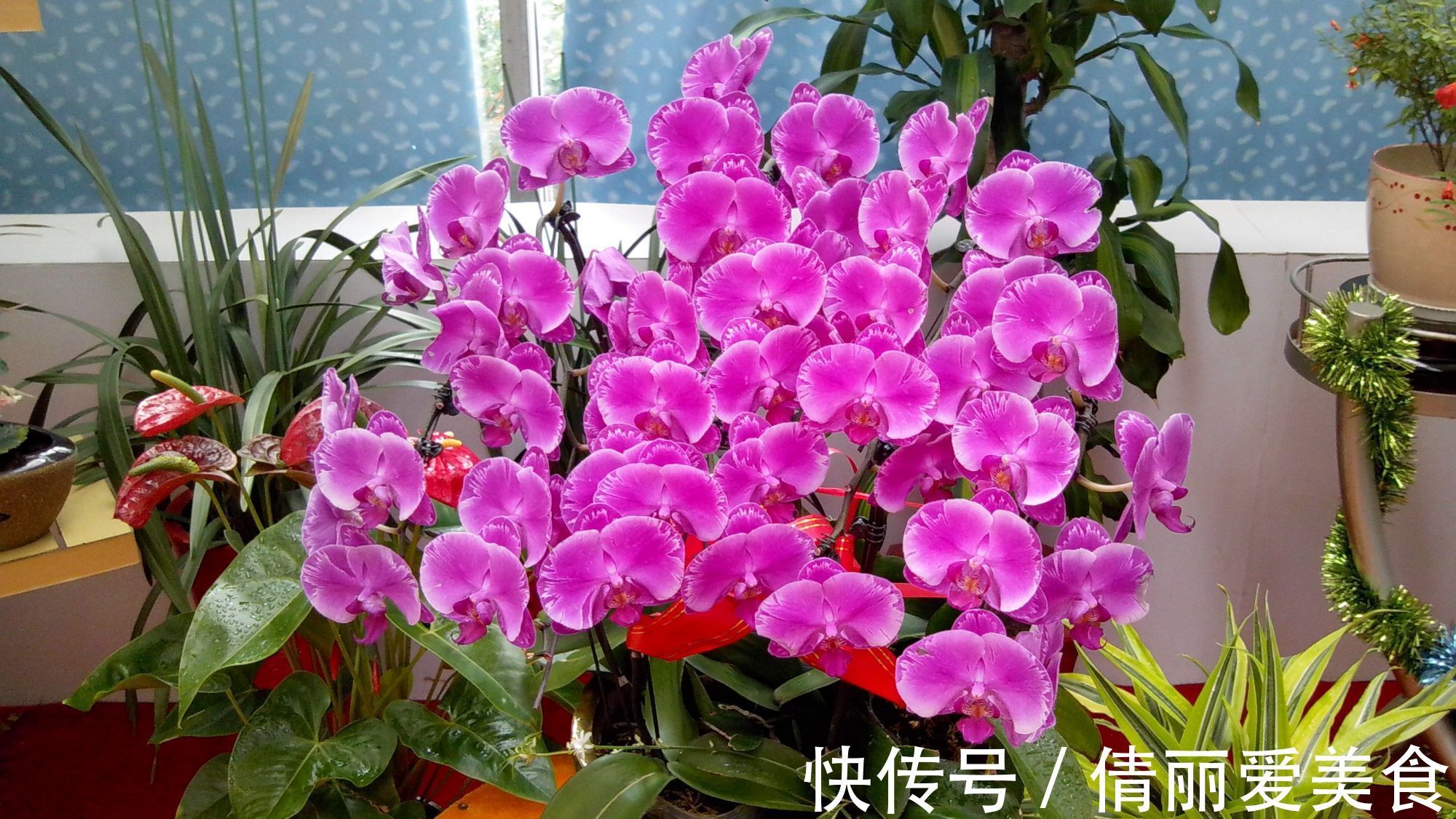 出门最容易“捡到”的5种花，拿回家剪几刀，不花钱成好看盆栽