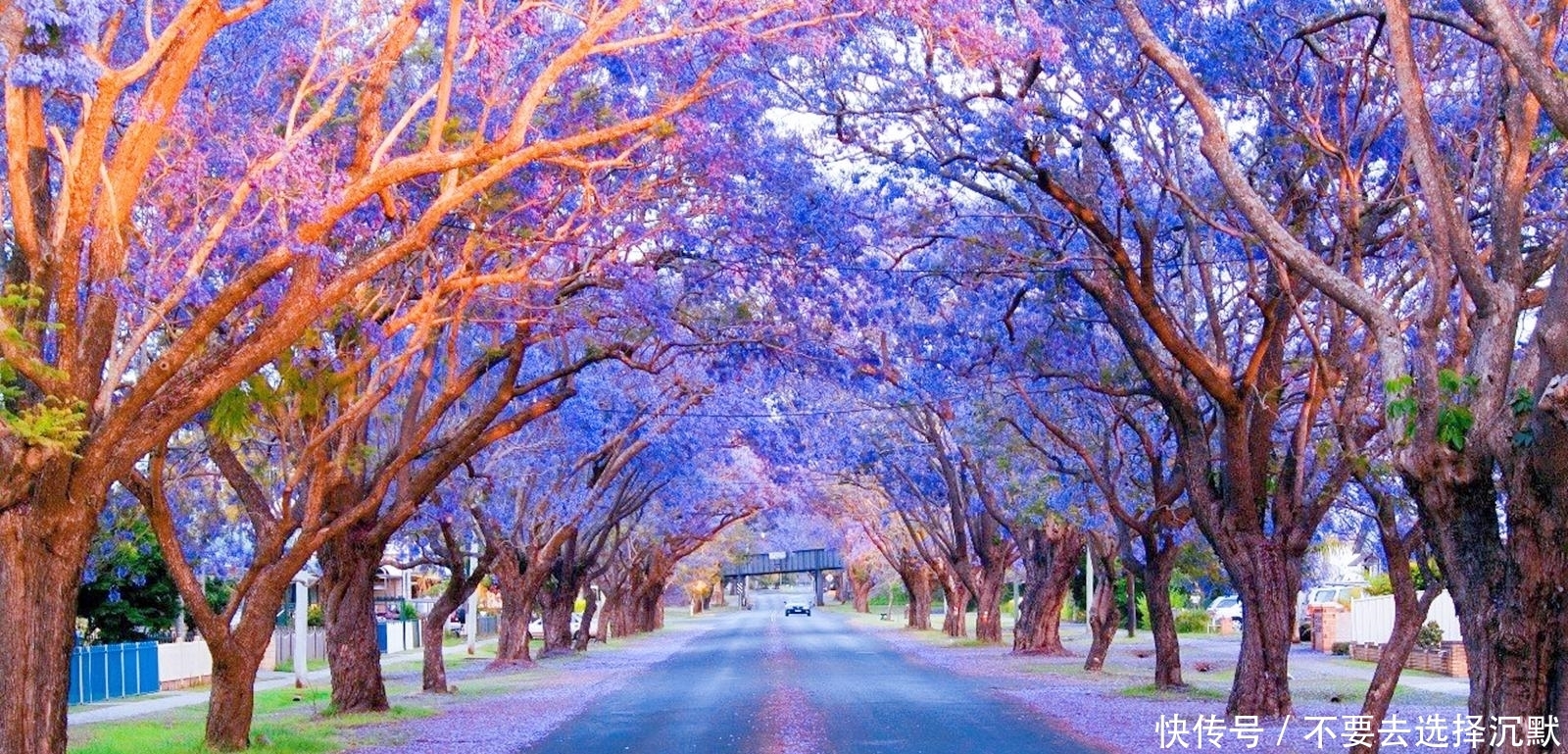 巴西来的“网红树”,一年花期仅20天,美得让人不敢相信