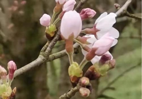 平坝农场樱花虽美，最佳观赏期却很短，下周早樱将大面积开花