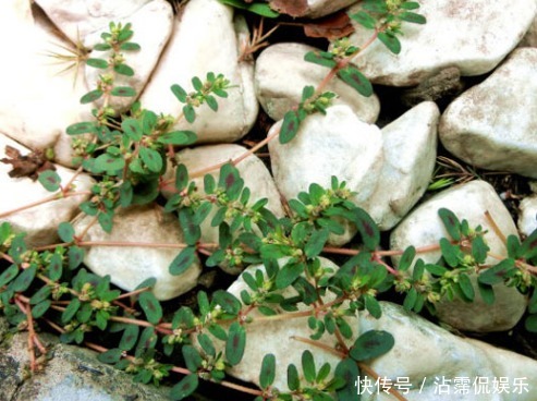 女人|农村不起眼的杂草却是女人的“救命草”,如今价值千金,你认识吗