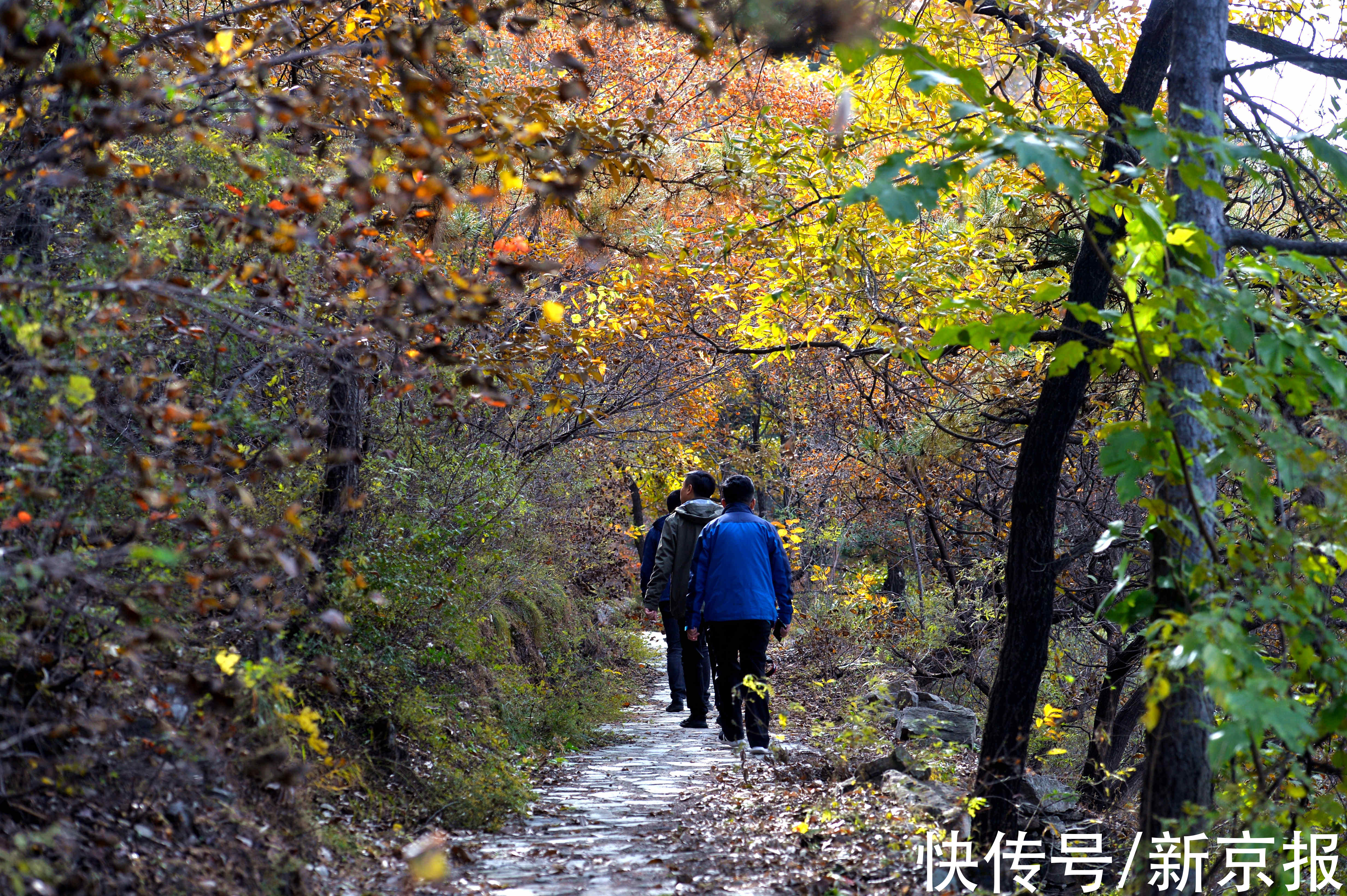 红叶|2万余亩彩叶林披上盛装 金海湖红叶观赏季火热进行