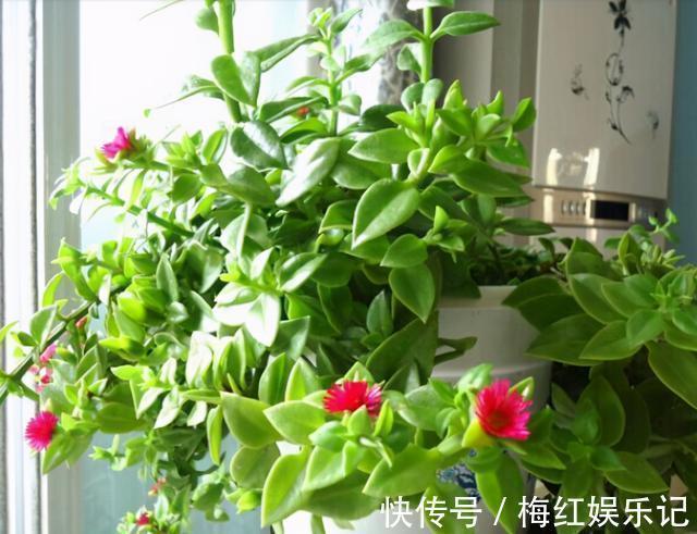 能“养人”的四种花,好养不怕热,可凉拌可泡茶,还能驱蚊子