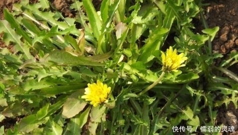 长寿菜|这些野菜可不能随便吃，特别是第二种！不了解不要乱吃