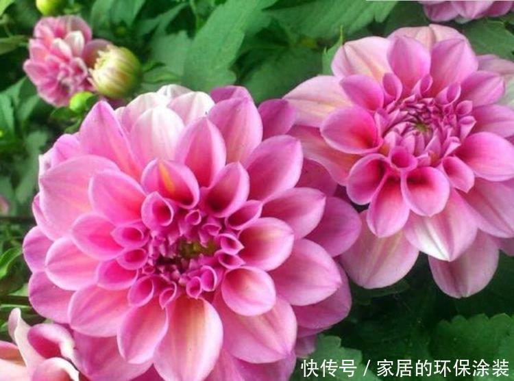 六倍利六倍利|5种花,堪称花界“劳模”,花期长,开花勤,养家里,四季有花赏