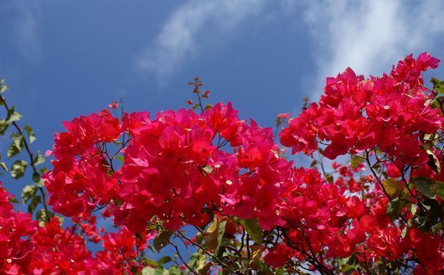  开花|三角梅开花越来越少，是“它”在作怪，盆里撒1把粪，下次开爆盆