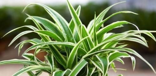 养花试试这几款,比牡丹还美,谁都能养好,轻轻松松爆满盆