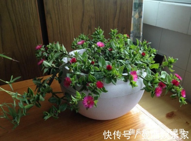 生活环境|牡丹吊兰不用养,几片叶子能自活,教你4招小秘诀,花开瀑布美翻