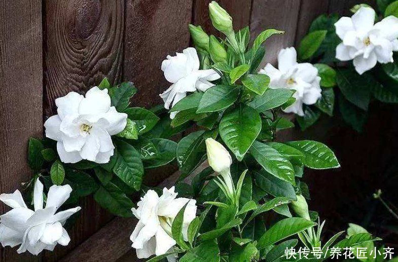 年前买养不活的3种花,现在买正合适,掌握换盆技巧,好养又省钱