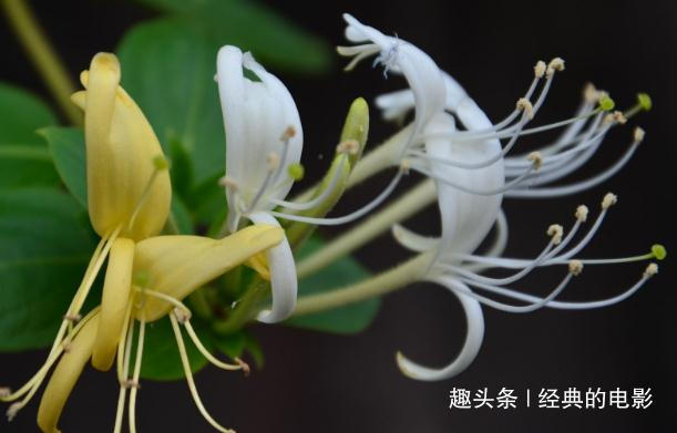 此花植株古雅形态婀娜，开得妩媚俏皮小巧可爱，寓意真情实意的爱