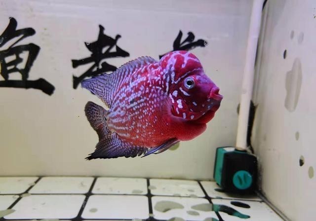 鱼缸|为什么养鱼的一缸清水,几天就变成了一锅高汤?因为作料加多了